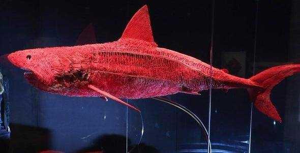 Bir kpek balnn damar sistemi...