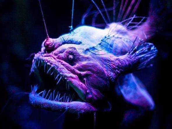 Fenersiler isimli bu su canls da buna iyi bir rnek... ounlukla denizin okyanusun dibinde yaarlar ve hi gne  grmezler!