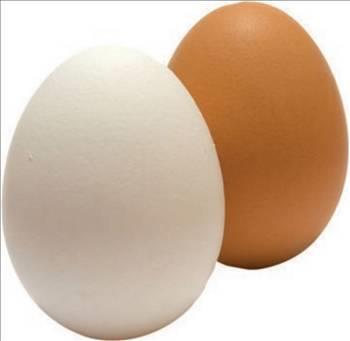 Kahverengi ve beyaz yumurtalar besleyicilik ynnden ayndr.