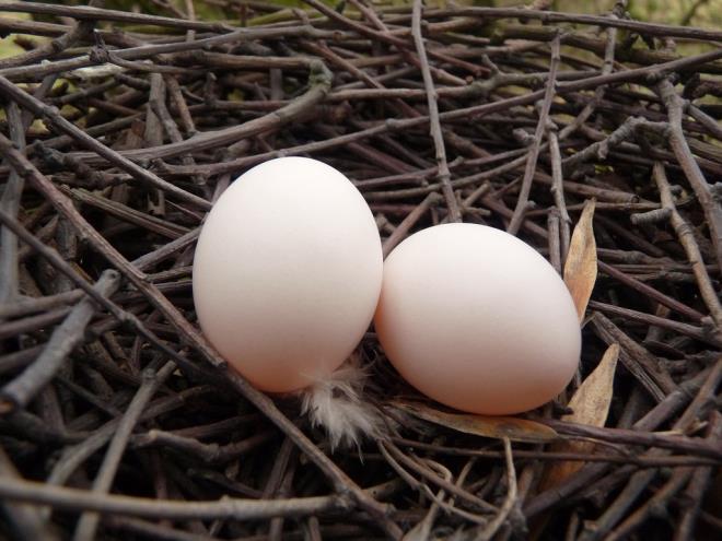 Yumurtalarn kabuklarnn renklerini, tavuun kkenine, atalarnn yaad yerlere balayanlar da var.