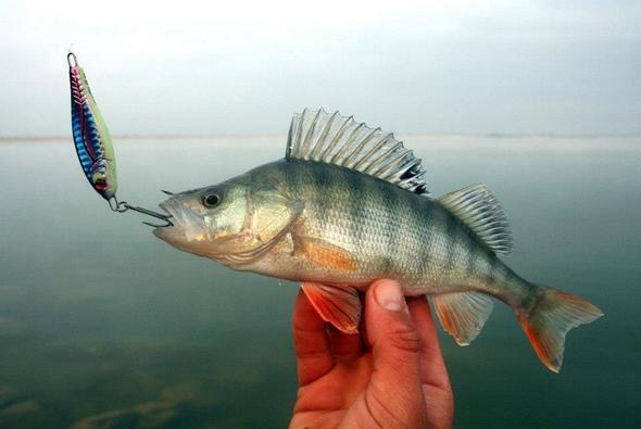 Tatl su balklar yasal avlanabilir asgari boy lleriTatl su levrei 18 cm