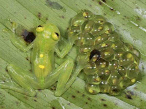 32. Kurbaa yumurtalar bulmak