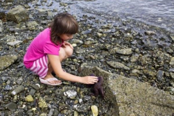 37. Kayalklarda yaayan canllar incelemek