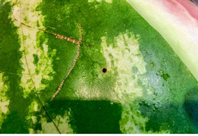 2- KARPUZ DELKLERNN OLUP OLMADIINI KONTROL EDN: Baz insanlar karpuzun ierisinde yer alan deliklerin bceklerin izleri olduunu dnyor. Fakat bu noktada ineler devreye girebilir. Bu y zden delikli karpuzdan uzak durmaya aln. Etli ksm iyi olsa bile, delikten sonra bozulma yaanacaktr.