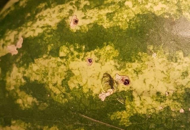 Kabuun zerindeki kk ve s deliklerden korkmayn. Bu delikler meyvenin kalitesini ve lezzetinin gzel olduunu gsterir.