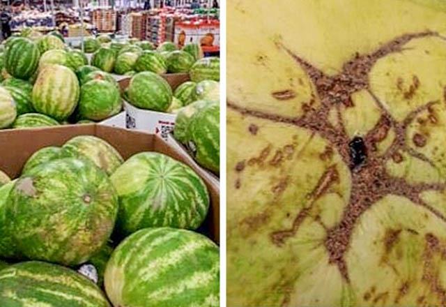 Kabuun zerindeki en parlak sar noktaya sahip bir karpuz tercih edin.