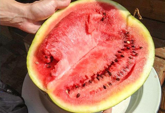 1- SARI BR KABUK, YKSEK BR NTRAT KONSANTRASYONUNUN BELRTSDR: Karpuzu keserken, kabuunun rengine dikkat edin. Karpuzun kabuu sar olmamal ve etli ksmlar beyaz renk iermemelidir. Bu karpuz tipini tkettiiniz de zehirlenme yaayabilirsiniz.