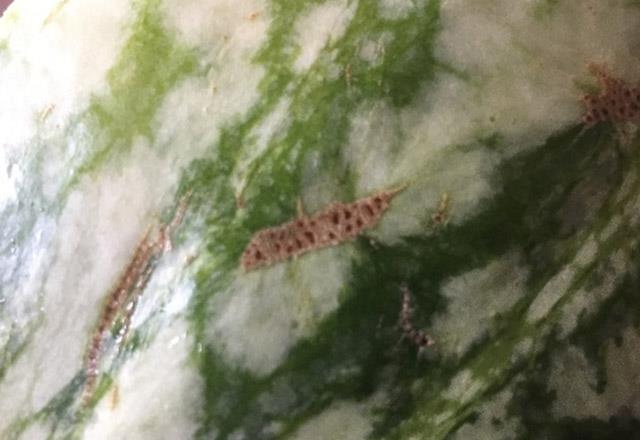 Kabukta oluan bej renkli izleri tayan karpuzu satn aln. Bu bej renkte grlen yara izleri, arlarn posasn tatt yerlerdir. Bu neden setiiniz karpuzun ok tatl olduunu gsterir.