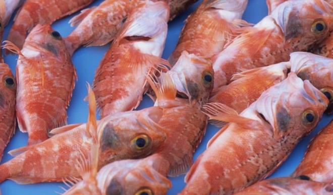 Besin puan 89 olan gdalar  Okyanus percas.