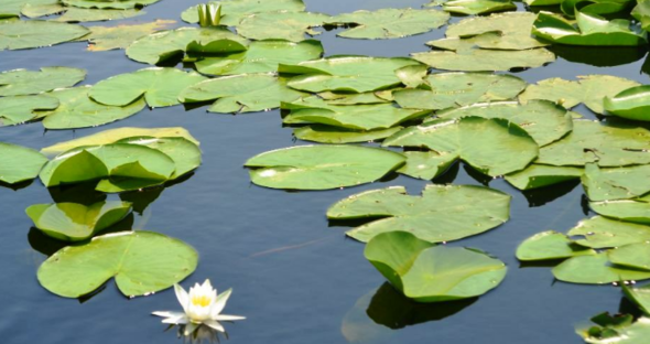 Her gn bir nceki gnn 2 kat kadar yer kaplyorsa, 47 gnde gln yars tamamlanr. 48 gnde ise gln tamam...