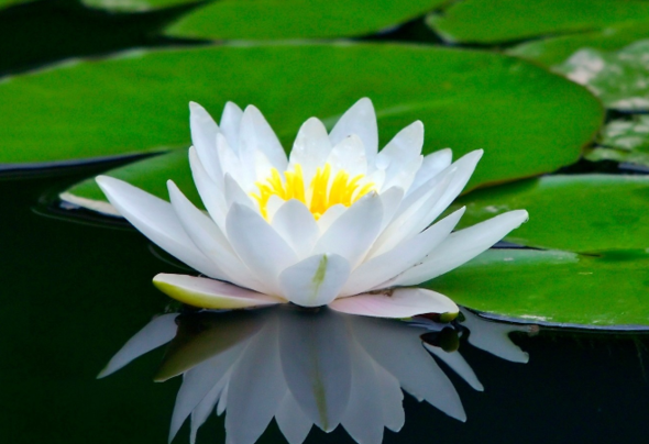 Bu gln zerindeki nilferler, her gn iki kat byyor. Sizce, gln tamam 48 gnde nilferlerle kaplanyorsa, gln yars ka gnde nilferlerle kapland? Aman dikkat!