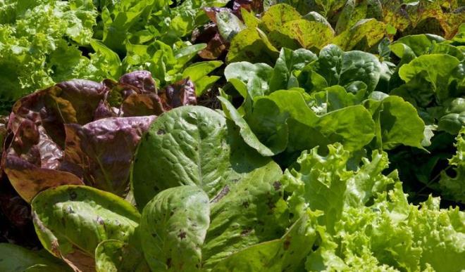 Marul<br>  Kvrck ya da gbek fark etmez, marulun porsiyon bana enerjisi 10 ila 20 kaloridir. ok fazla protein iermese de folik asit, demir, A ve C vitaminleri asndan zengindir.