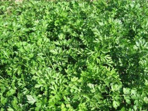 Maydanozu yemeklerinize ateten almadan birka dakika nce ilave edin. nk pimi maydanoz acmtrak bir tat alr ve vitamini kaybolur. - Kzartma kokularnn btn eve yaylmamas iin yan ierisine bir iki dal maydanoz atn.