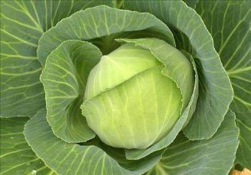 Lahana ve karnabahar piirirken kan kokuyu nlemek istiyorsanz tencerenin kapana bir dilim ekmek koyun.