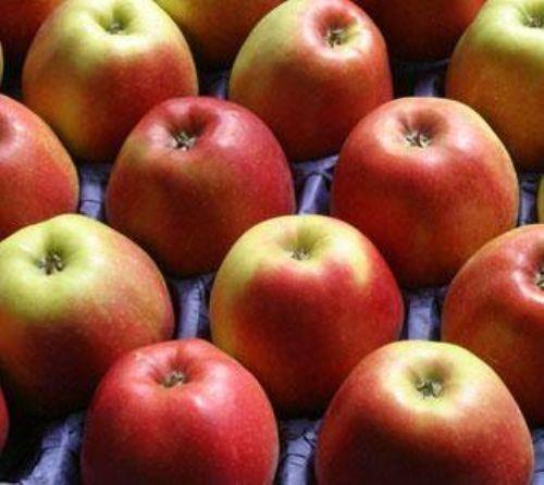 Elma formunuzu korumak iin ideal bir itah kesicidir. Ayrca sabah a karnna yendiinde barsaklar altrr.