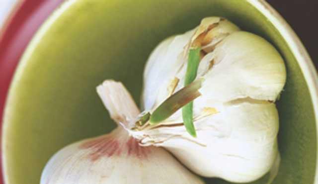 Kore'de yaplan aratrmann sonular filizlenmi sarmsaklarn israf edilmesini nlemi oldu.