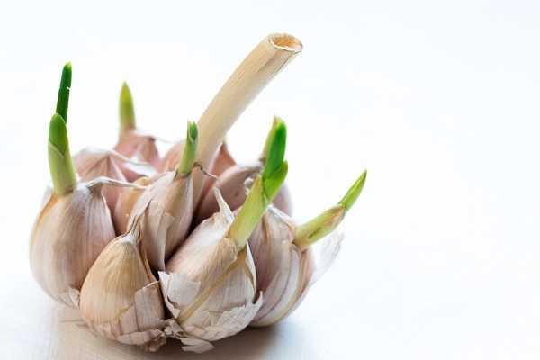 Sarmsa deerli klan antioksidan zellii, sarmsak filizlendiinde daha da artm oluyor.