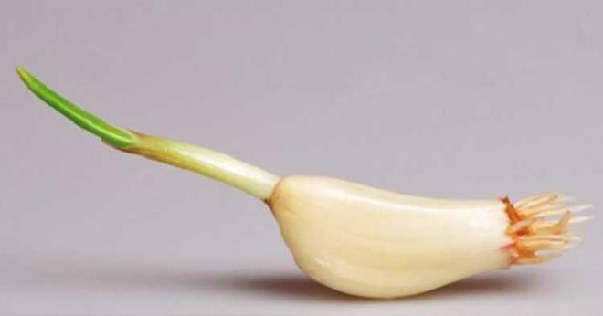 Ve bizde bunun zararl olabileceini dnrz fakat son yaplan aratrmalar bu fikrin yanl olduunu aa kard.