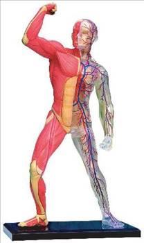 nsanolunu yemekleri sindirmek iin kulland enzimler, ldkten sonra insan bedenini sindirmek zere kullanlyor. Enzimler bu ileme ldkten  gn sonra balyor...