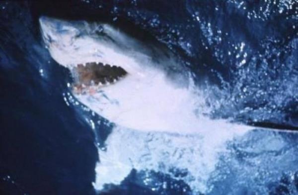 18. Jaws <p>Filmin ad: Jaws</p> Yl: 1975 <p>Ynetmen: Steven Spielberg</p>