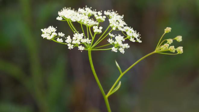 Abdestbozanotu (Pimpinella Saxisfrage)  Rutubetli yerleri seven ve 70 cm boylarndaki glgillerden olan bu ot; mideye iyi gelmesi, ate drmesi ve arlar kesmesiyle biliniyor. Balgam sktrc zellii nedeniyle ksrk kesiyor ve bademcikleri indiriyor. Dier bir zellii ise burun kanamalarna iyi gelmesi.