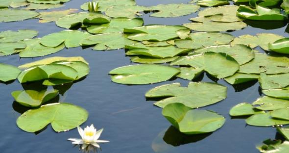 Her gn bir nceki gnn 2 kat kadar yer kaplyorsa, 47 gnde gln yars tamamlanr. 48 gnde ise gln tamam...