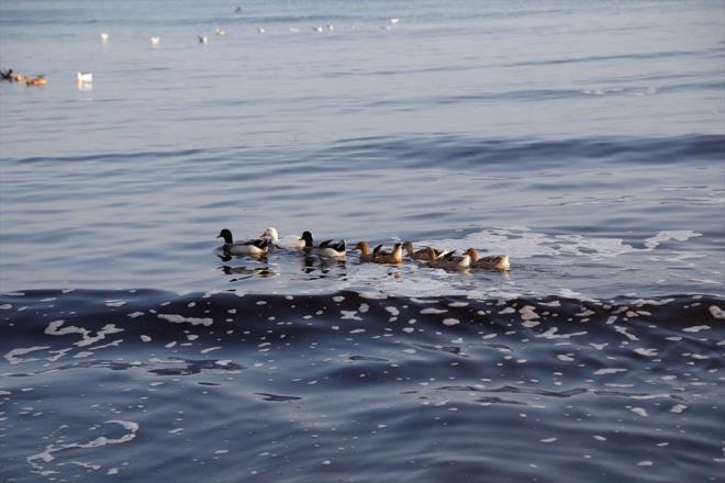 Marmaraerelisi ilesinden geen Kamaradere Deresi'nden, renk deitirmesi zerine incelenmek iin numune alnd.