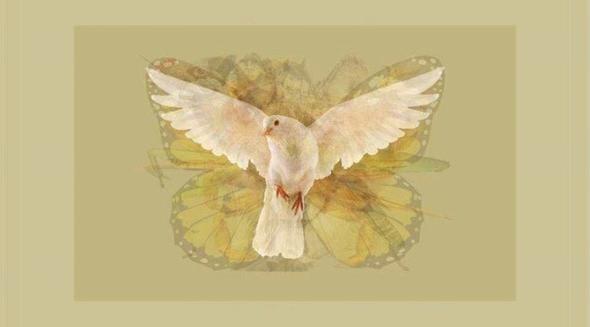 GVERCN  <br>  Gvercin fark ettiiniz ilk hayvansa, bar ve uyumun temsilcisi olabilirsiniz.