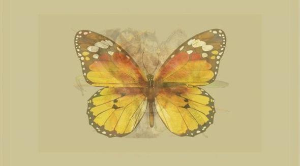 KELEBEK<br>    lk grdnz hayvan kelebek ise, deiime ak birisiniz.