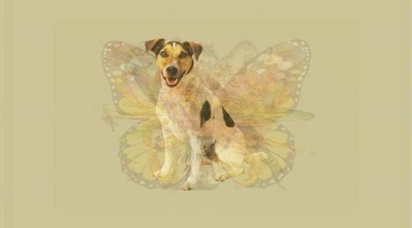 KPEK  <br>  Dikkatinizi eken ilk hayvan kpek ise, sadakat en nemli zelliiniz.