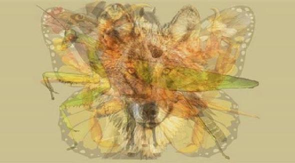 Hayvanlarn olduka baarl ekilde gizlendii fotorafa ilk baktnzda ne gryorsunuz? Dikkatlice bakn. te imdi ilk hangi hayvan grdyseniz ona gre kiilik analiziniz&#8230;