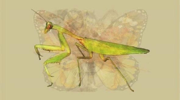 PEYGAMBER BCE  <br>  Peygamber bcei grdnz ilk hayvansa, sabrl ve gl yapnzla n plandasnz.