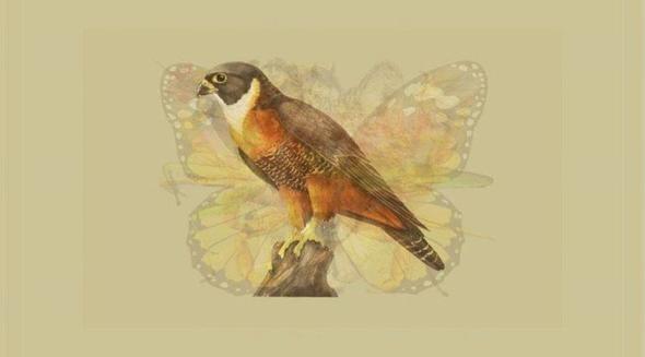 KARTAL  <br>  Kartal fark ettiiniz ilk hayvansa, hedefinize ulaana kadar sk sk alrsnz. alma ortamnda aranan isim siz olabilirsiniz.