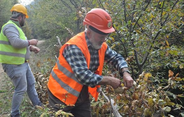 RETM SIFIRA DRYOR  pekda, &#8220;Kestane Gal Ars poplasyonu ok ykseldii zaman aata hi iek olumad iin, hi meyve de olumuyor. Dolaysyla poplasyonun en tepe noktasna vard durumlarda kestane retimi sfra dyor. Fakat biyolojik mcadelede kullandmz bcek, Torymus Sinensis doada kendi balarna oalacaklar. Bu bcekler oaldka Gal Ars says da azalacak ve iki tr birbirini dengeleyecek&#8221; diye konutu.