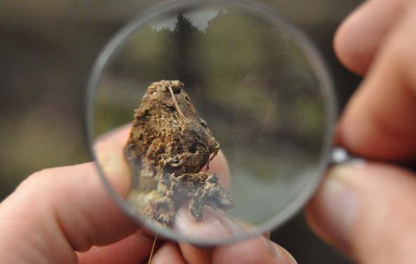 negl&#8217;de daha ok krsal mahallelerde retilen kestanede nemli oranda rekolte d yaand. Yaplan incelemelerde, kestanede verimi drenin zararl &#8216;Kestane Gal Ars&#8217; olduu belirlendi.