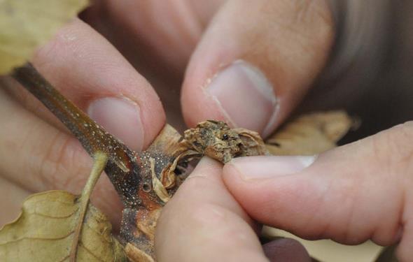 60 TON ALIYORDUK MD SE...  Bursa Tarm ve Orman Blge Mdrl Orman Zararllaryla Mcadele ube Mdr zden Ac bakanlndaki heyet, kestane reticileriyle bir araya geldi. reticiler, kestane retiminde yzde 75&#8217;lere varan rekolte kayb yaadklarn syledi. Gazelli Muhtar ve Gazelli Tarmsal Kalknma Kooperatifi Bakan Hseyin Erden, &#8220;Gal Ars, 4 yldan bu yana ok ciddi bir ekilde mahallemizde grlyor. Kestane, mahallemizde yaayan insanlarn temel geim kayna. Ylda yaklak 50-60 ton retim oluyordu. Bu sene ok dt, 10-15 ton civarnda ancak alabiliriz&#8221; dedi.