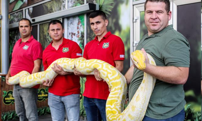 Merkezi gezmeye gelen turistler de yetikin piton ile yavrular arasndaki fark grnce ok ardklarn belirtti.