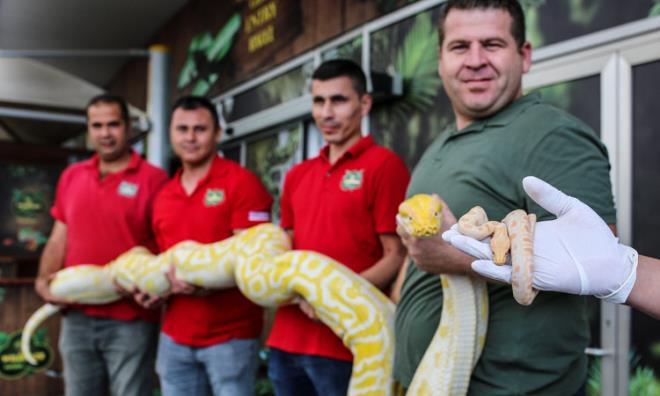 Kadir Yatan, erkek yetikin pitonu 4 kiinin ancak tayabildiini belirterek, "5 metre 67 santimetre uzunluunda, 80 kilo civarnda. Yavrularn arl ise 250- 300 gram civarnda. Yetikin yaa ulatklarnda anne ve babalar gibi grkemli olacaklar" diye konutu.