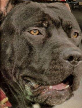 Bandog:  <br>  Asıl adı Amerikan Bondogge Mastif olan bu ırk, hala bir çok ülkede dövüş köpeği olarak kullanılıyor. Dövüş köpeği olmasa da agresif olan bu köpekleri, bir de dövüş köpeği haline getirmek, gerçekten de akıl almaz.