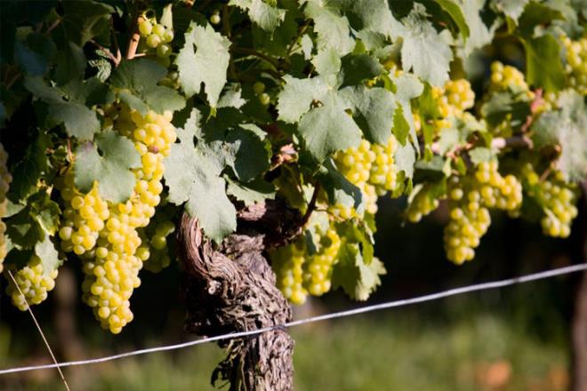 Bir scak bir souk geen mevsimler asmalar da kt etkiliyor. reticiler mevsimler bu ekilde devam ederse yakn gelecekte zm ve rnlerini bulmann imkn olmayacan belirtiyor.