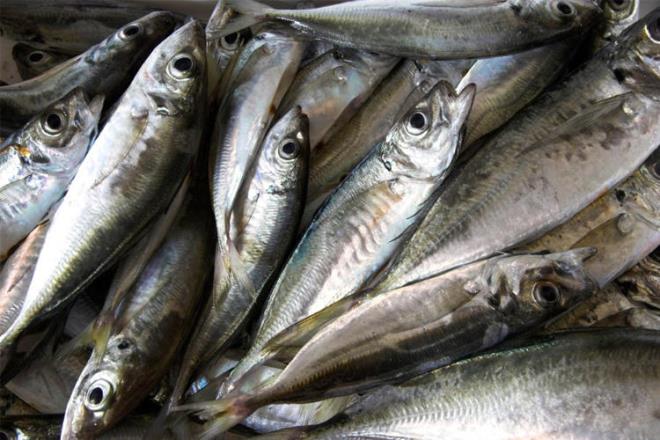 Balklarn boyutlar bydke oksijene olan ihtiyalar artar. klim dengesizlii ve evre kirlilii gibi nedenler denizdeki oksijen orann ciddi anlamda drecei iin balklar oksijenin daha youn olduu okyanuslara ekilecek. Bu nedenle gelecekte balk yemek de lks haline gelecek.