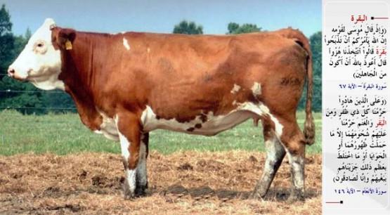 NEK- &#8220;"Bizim admza Rabbine dua et, bize onun ne olduunu aklasn" dediler. Musa: Allah diyor ki: "O, ne yal ne de krpe; ikisi arasnda bir inek." Size emredileni hemen yapn, dedi.&#8221; (el-Bakara / 68) &#8220;Yahudilere btn trnakl hayvanlar haram kldk. Srtlarnda yahut barsaklarnda tadklar ya da kemie karan yalar hari olmak zere inek ve koyunun i yalarn da onlara haram kldk. Bu, zulmleri yznden onlara verdiimiz cezdr. Biz elbette doru syleyeniz.&#8221; (el-En&#8217;am / 146)