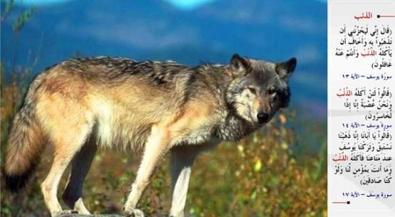 KURT- &#8220;(Babalar) dedi ki: Onu gtrmeniz beni mutlaka zer. Siz ondan habersizken onu bir kurdun yemesinden korkarm. Dediler ki: Hakikaten biz (kuvvetli) bir topluluk olduumuz halde, eer onu kurt yerse, o zaman biz gerekten ciz kimseler saylrz.&#8221; (Yusuf / 13-14) &#8220;Ey babamz! dediler, biz yarmak zere uzaklatk; Yusufu eyamzn yannda brakmtk. (Ne yazk ki) onu kurt yemi! Fakat biz doru syleyenler olsak da sen bize inanmazsn.&#8221; (Yusuf / 17)