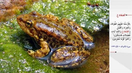 KURBAA- &#8220;Biz de ayr ayr mucizeler olarak onlarn zerine tufan, ekirgeler, bitler, kurbaalar ve kan gnderdik; yine de byklk tasladlar ve gnahkr bir kavim oldular.&#8221; (el-A&#8217;raf / 133)