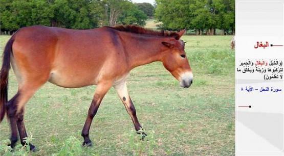 KATIR-&#8220;Atlar, katrlar ve eekleri binmeniz ve (gzlere) zinet olsun diye (yaratt). Allah u anda bilemeyeceiniz daha nice (nakil vastalar) yaratr.&#8221; (en-Nahl / 8)
