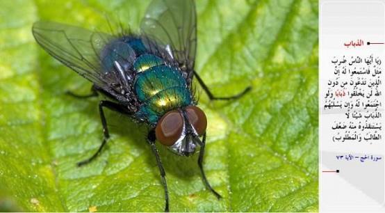 SNEK- &#8220;Ey insanlar! (Size) bir misal verildi; imdi onu dinleyin: Allah' brakp da yalvardklarnz (taptklarnz) bunun iin bir araya gelseler bile bir sinei dahi yaratamazlar. Sinek onlardan bir ey kapsa, bunu ondan geri de alamazlar. steyen de ciz, kendinden istenen de!&#8221; (el-Hacc / 73)