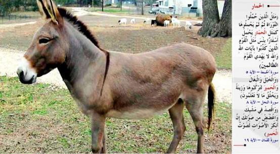 EEK/ MERKEP- &#8220;Tevrat'la ykml tutulup da onunla amel etmeyenlerin durumu, ciltlerce kitap tayan merkebin durumu gibidir. Allah'n yetlerini yalanlam olan kavmin durumu ne ktdr! Allah, zalimler topluluunu doru yola iletmez.&#8221; (el-Cum&#8217;a / 5) &#8220;Atlar, katrlar ve eekleri binmeniz ve (gzlere) zinet olsun diye (yaratt). Allah u anda bilemeyeceiniz daha nice (nakil vastalar) yaratr.&#8221; (en-Nahl / 8) &#8220;Yrynde tabi ol, sesini alalt. Unutma ki, seslerin en irkini merkeplerin sesidir.&#8221; (Lokman / 19)