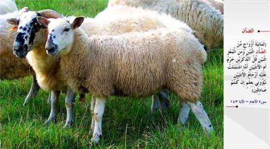 KOYUN- &#8220;(Dii ve erkek olarak) sekiz e yaratt: Koyundan iki, keiden iki... De ki: O, bunlarn erkeklerini mi, diilerini mi, yoksa bu iki diinin rahimlerinde bulunan yavrular m haram etti? Eer doru iseniz bana ilimle syleyin.&#8221; (el-En&#8217;am / 143)