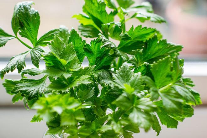 Maydanoz saplar    <br>Maydanozlarn sadece yapraklarn kullanp saplarn atyor musunuz? Atmayn, bu ok byk bir hata. nk maydanozun saplar da yapraklar kadar faydal. Onlar da ince ince kyp salatalarda ve yemeklerde kullanabilirsiniz.