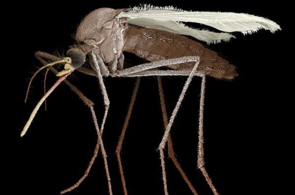 Nefes verirken atlan karbondioksit ve terdeki laktik asit gibi maddeler, sivrisineklerin avn daha kolay bulmasna yardmc oluyor.
